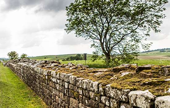 A tree stands next to a low stone wall (Hadrian's Wall) that leads off into the distance